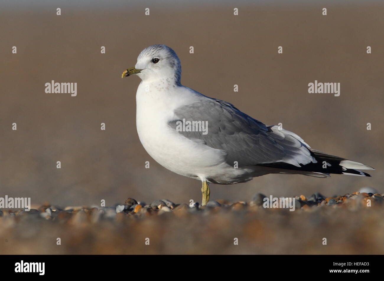Sahrish Gull Gull on shingle hi-res stock photography and images - Alamy
