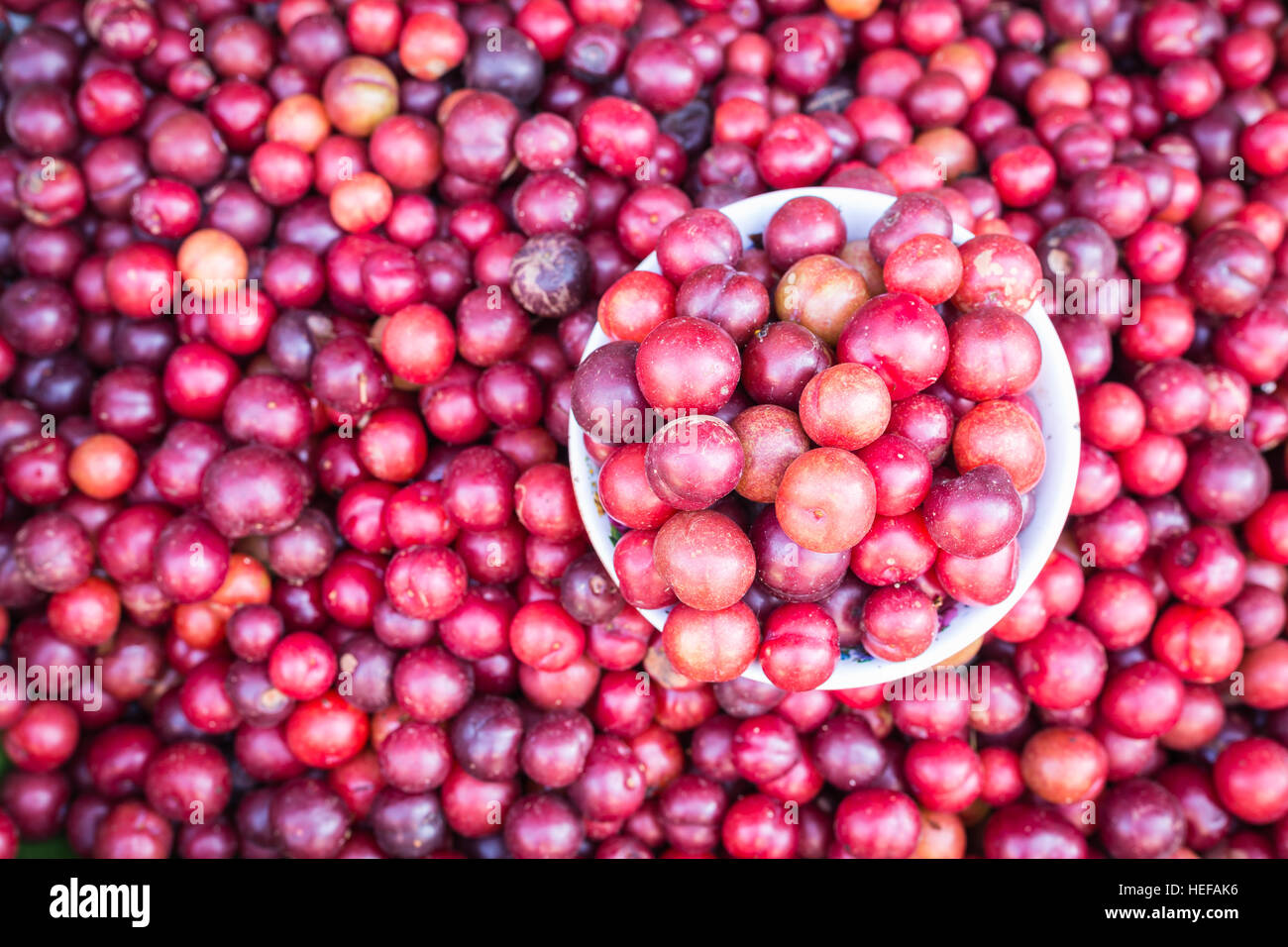 Close up local Thai forest berry fruit in Chiang Mai market Stock Photo