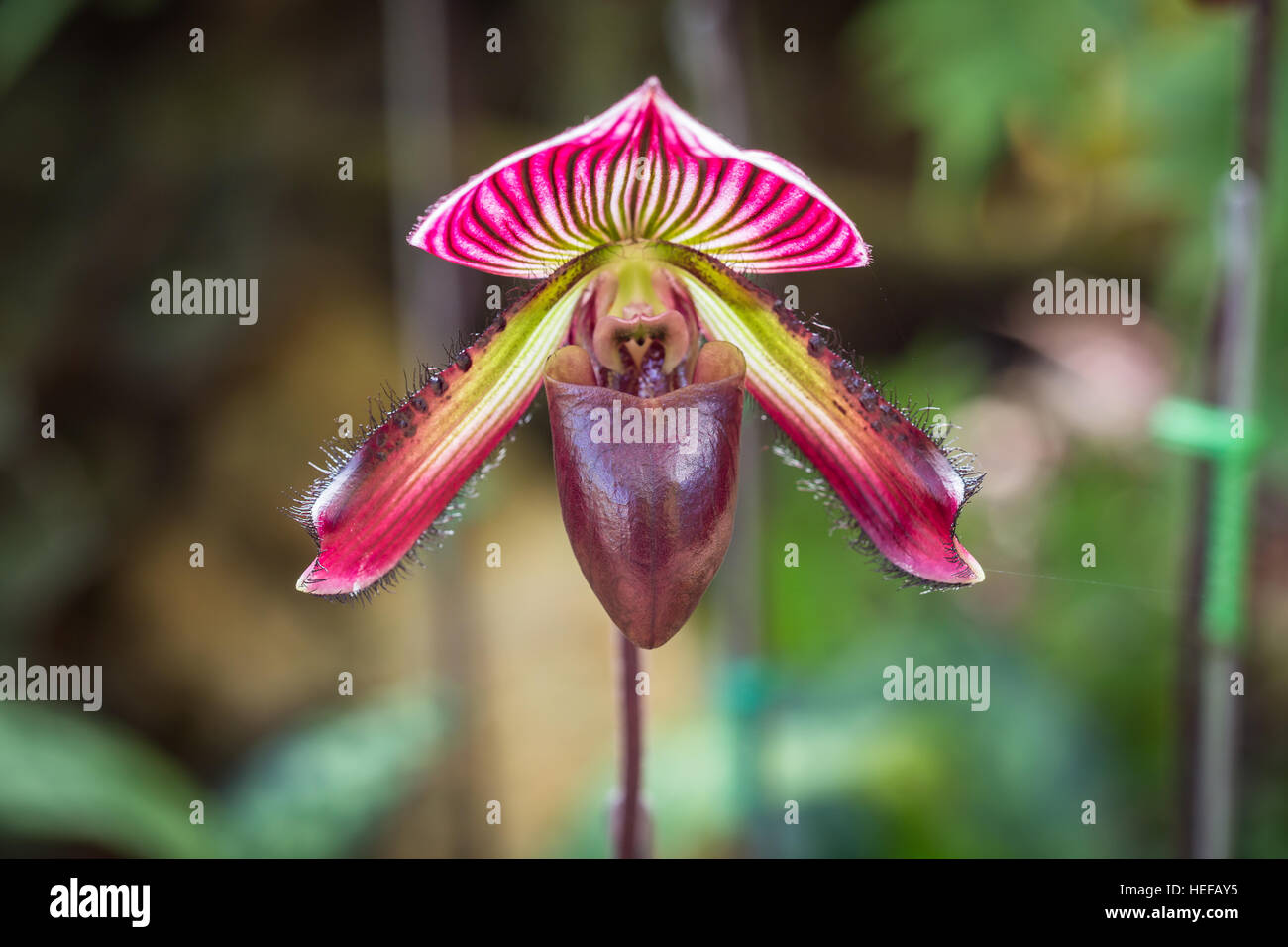 Close up paphiopedilum (orchid) in public garden, Chiang Rai province, Thailand Stock Photo