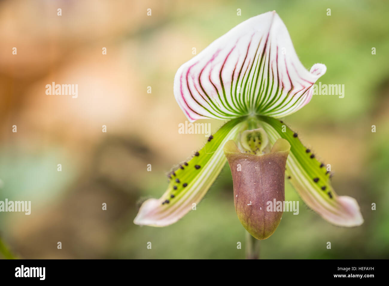 Close up paphiopedilum (orchid) in public garden, Chiang Rai province, Thailand Stock Photo
