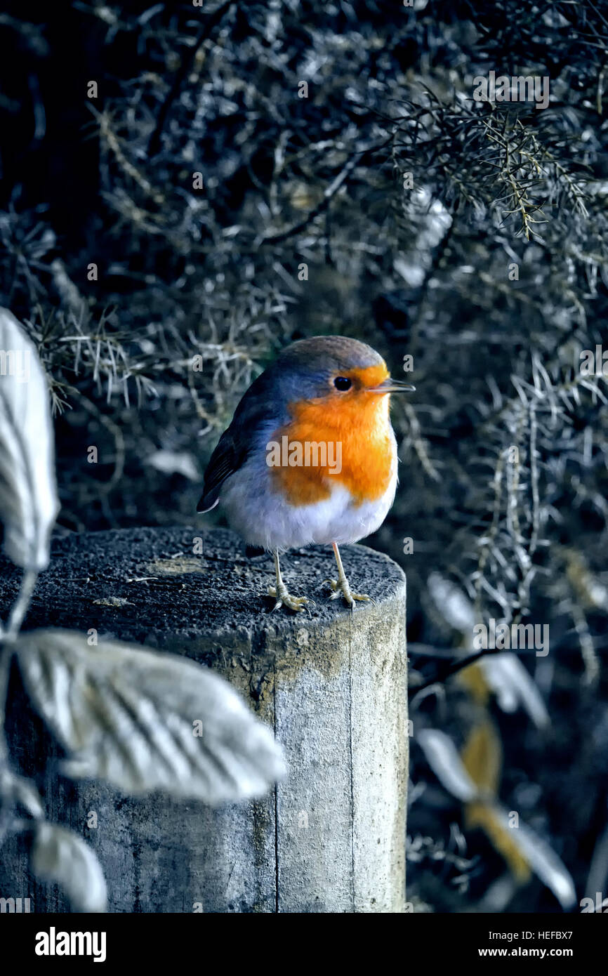 Robin perched on a tree trunk Stock Photo