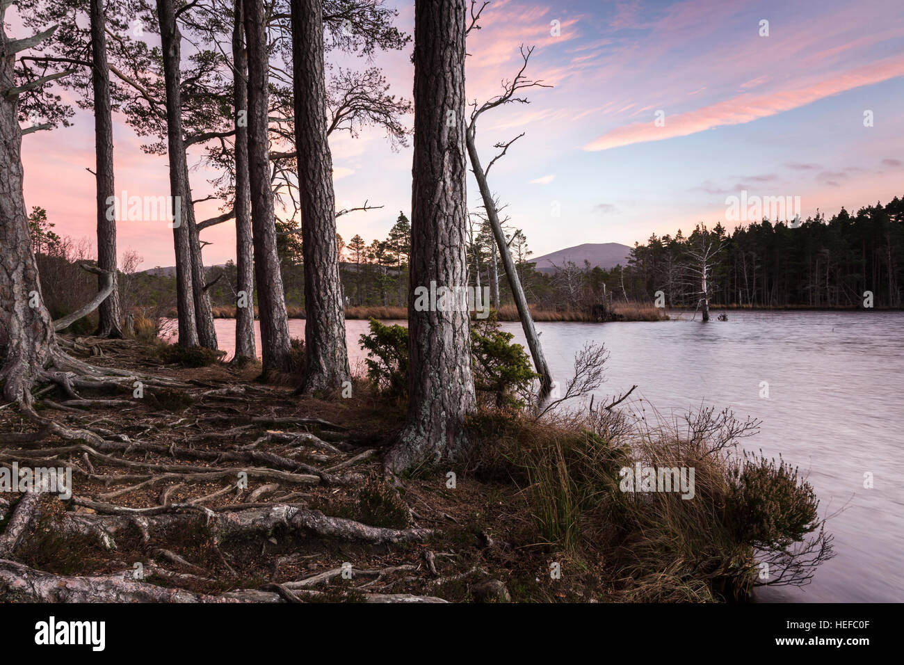 Scots Pine in Evening Light by Loch Mallachie in the Highlands. Stock Photo