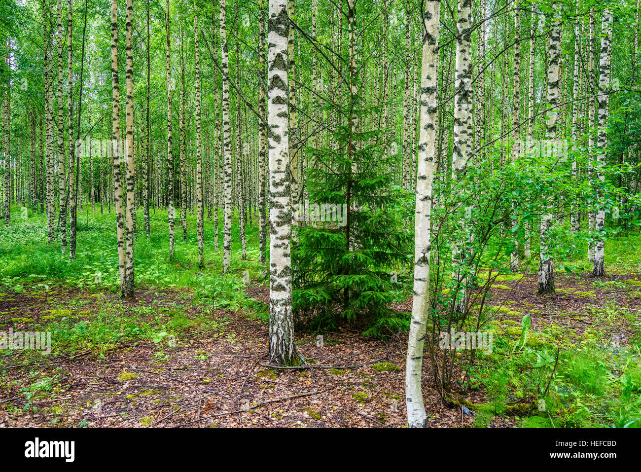 Birch trees, Hogland, Finland Stock Photo