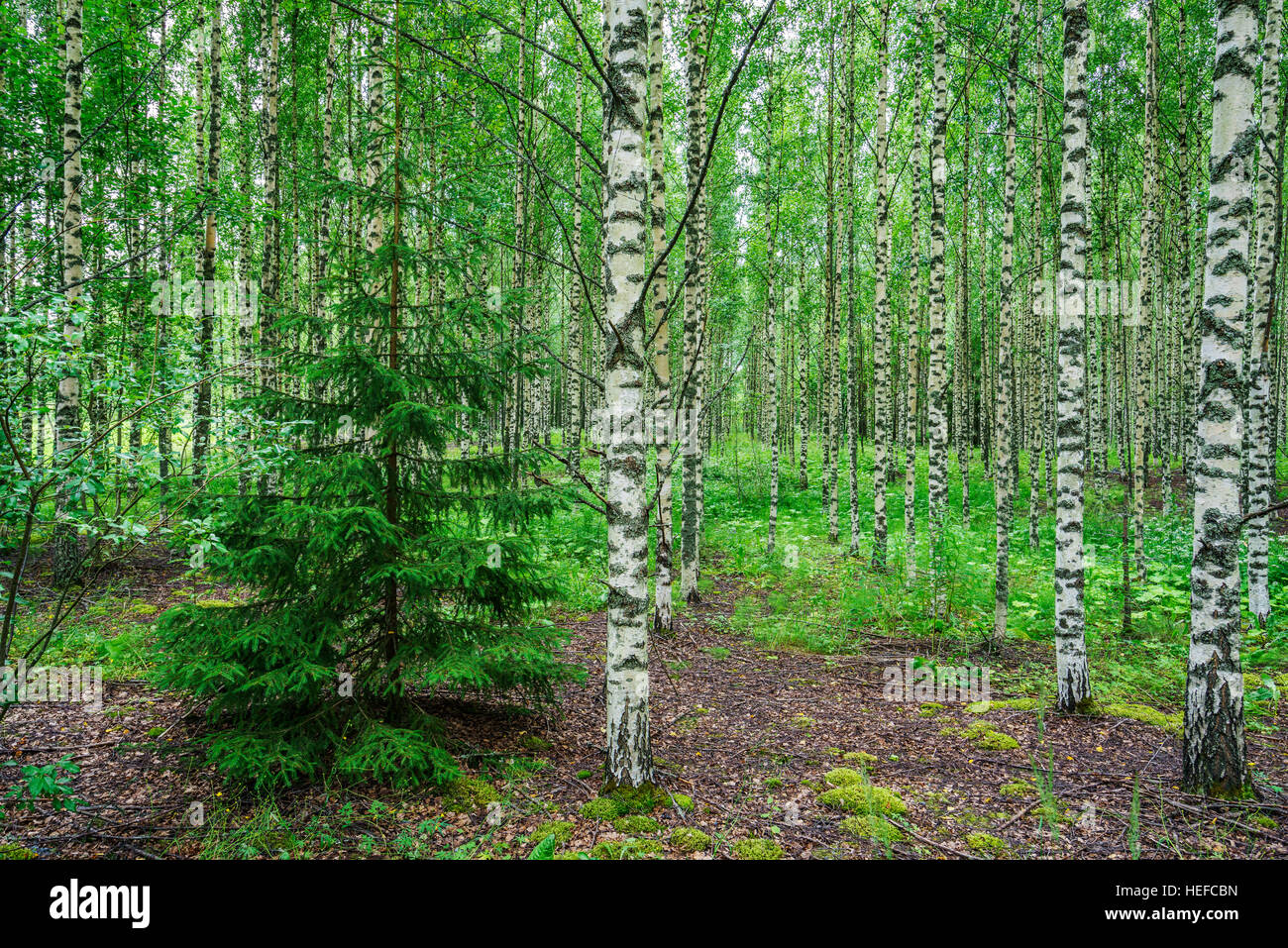 Birch trees in summer hi-res stock photography and images - Alamy