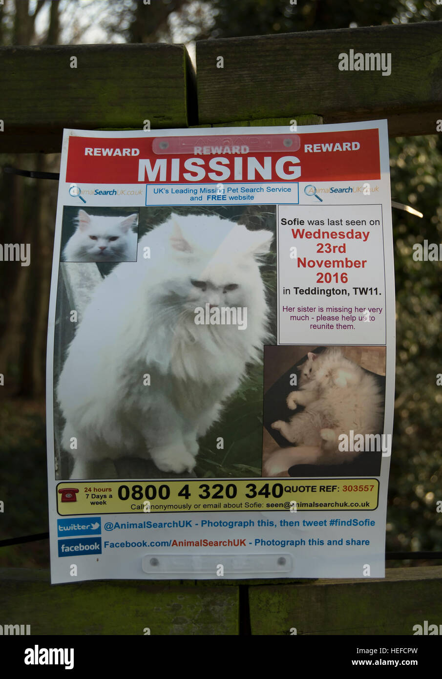 poster for a missing cat, teddington lock, ham, surrey, england Stock Photo