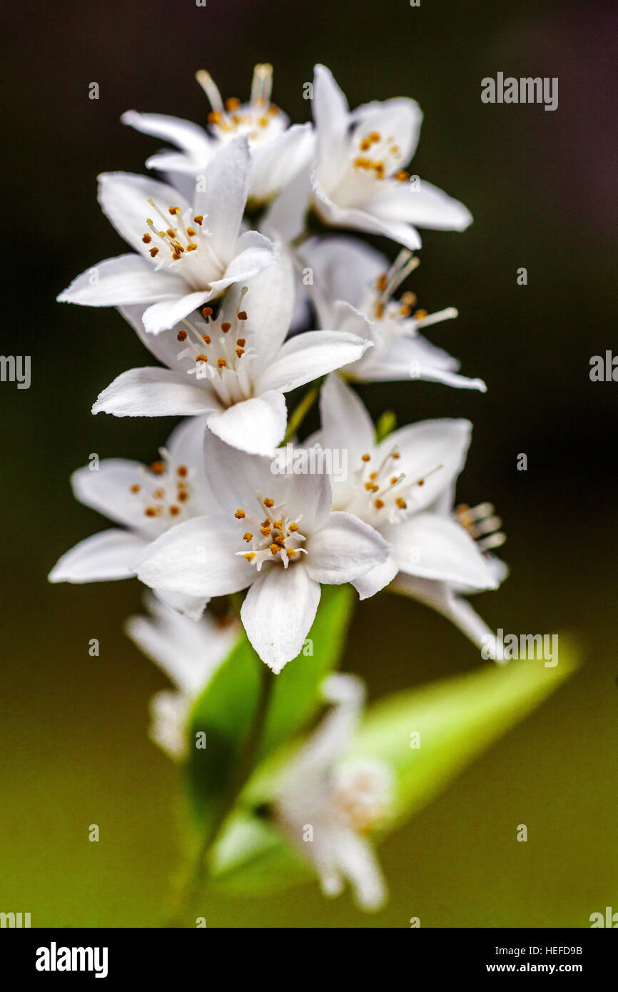 White Deutzia crenata 'Aurea' Stock Photo