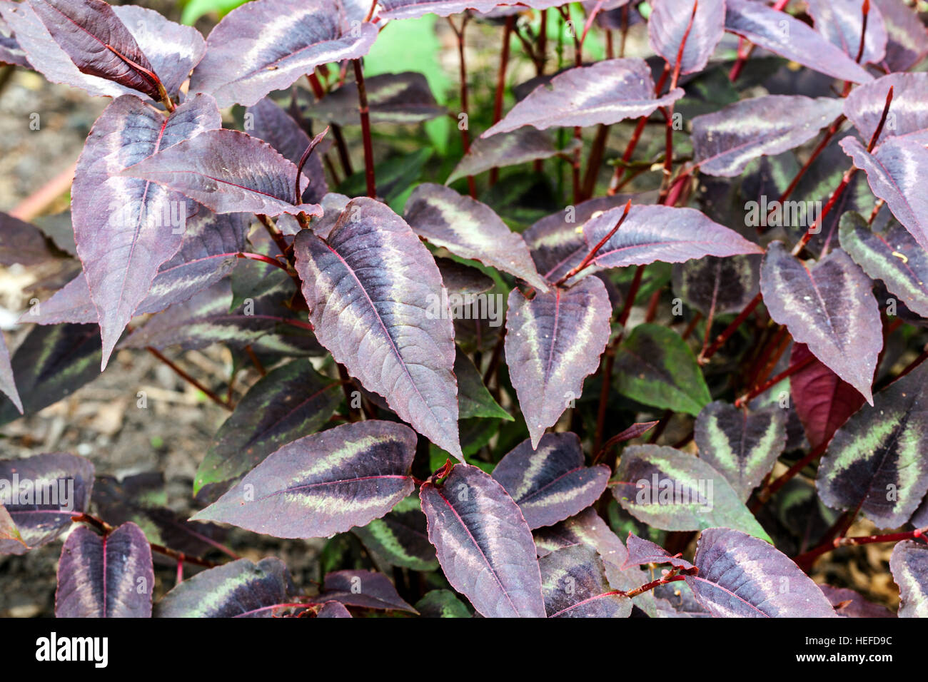 Persicaria microcephala Red Dragon, with decorative leaves Stock Photo
