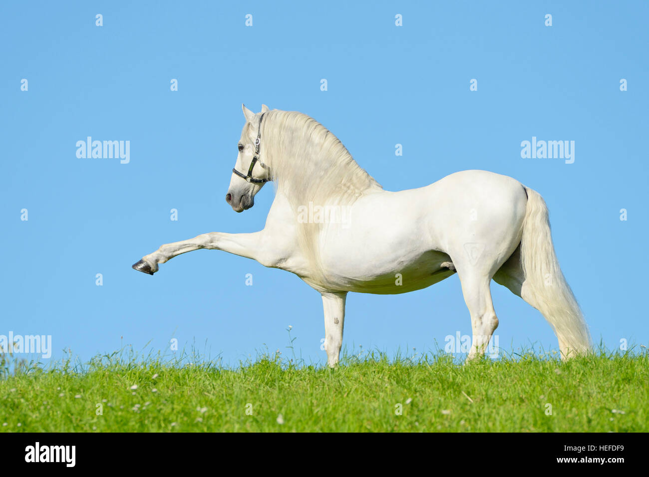 Andalusian horse, Spanish walk Stock Photo Alamy