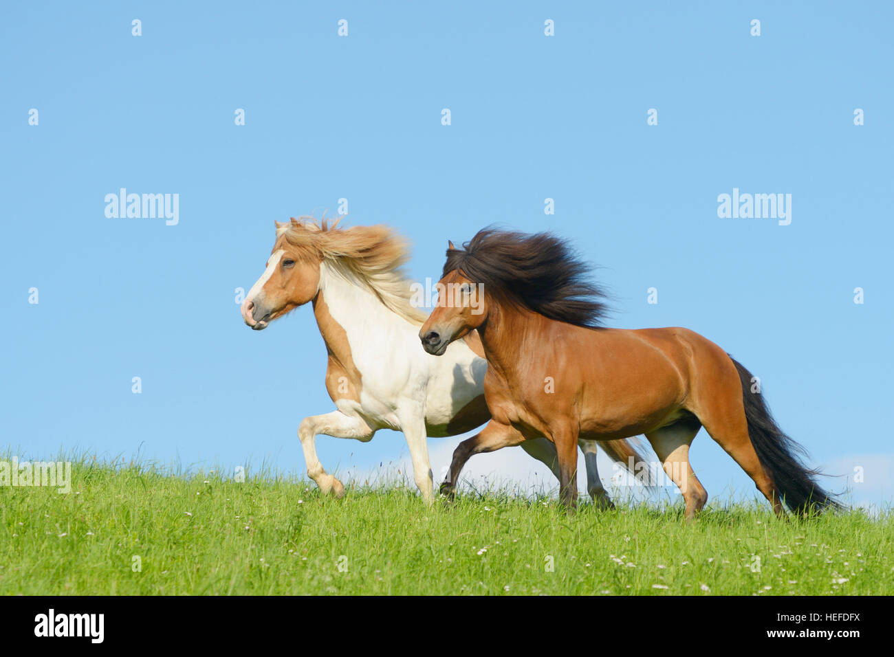 Two Icelandic horses in the field Stock Photo - Alamy