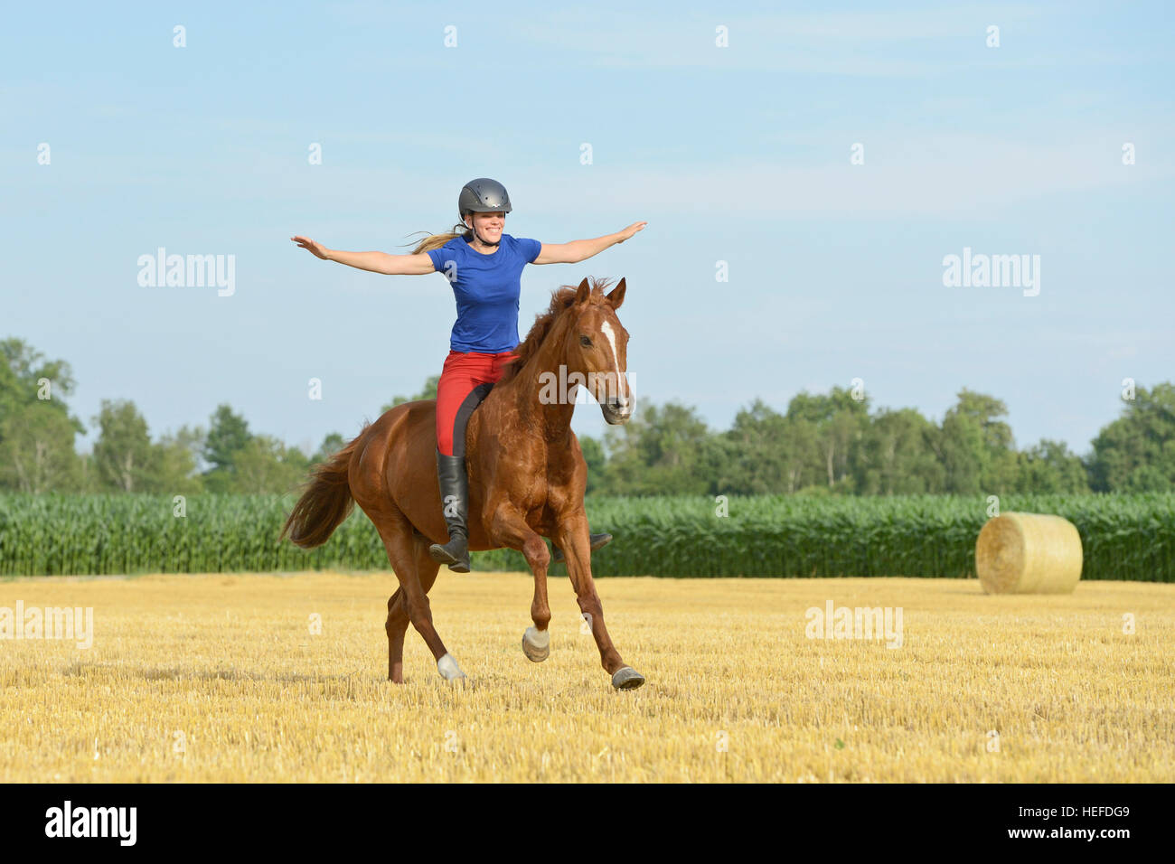 Rider riding canter bareback and freehand on a 19-year-old Trakehnen horse in a stubble field Stock Photo