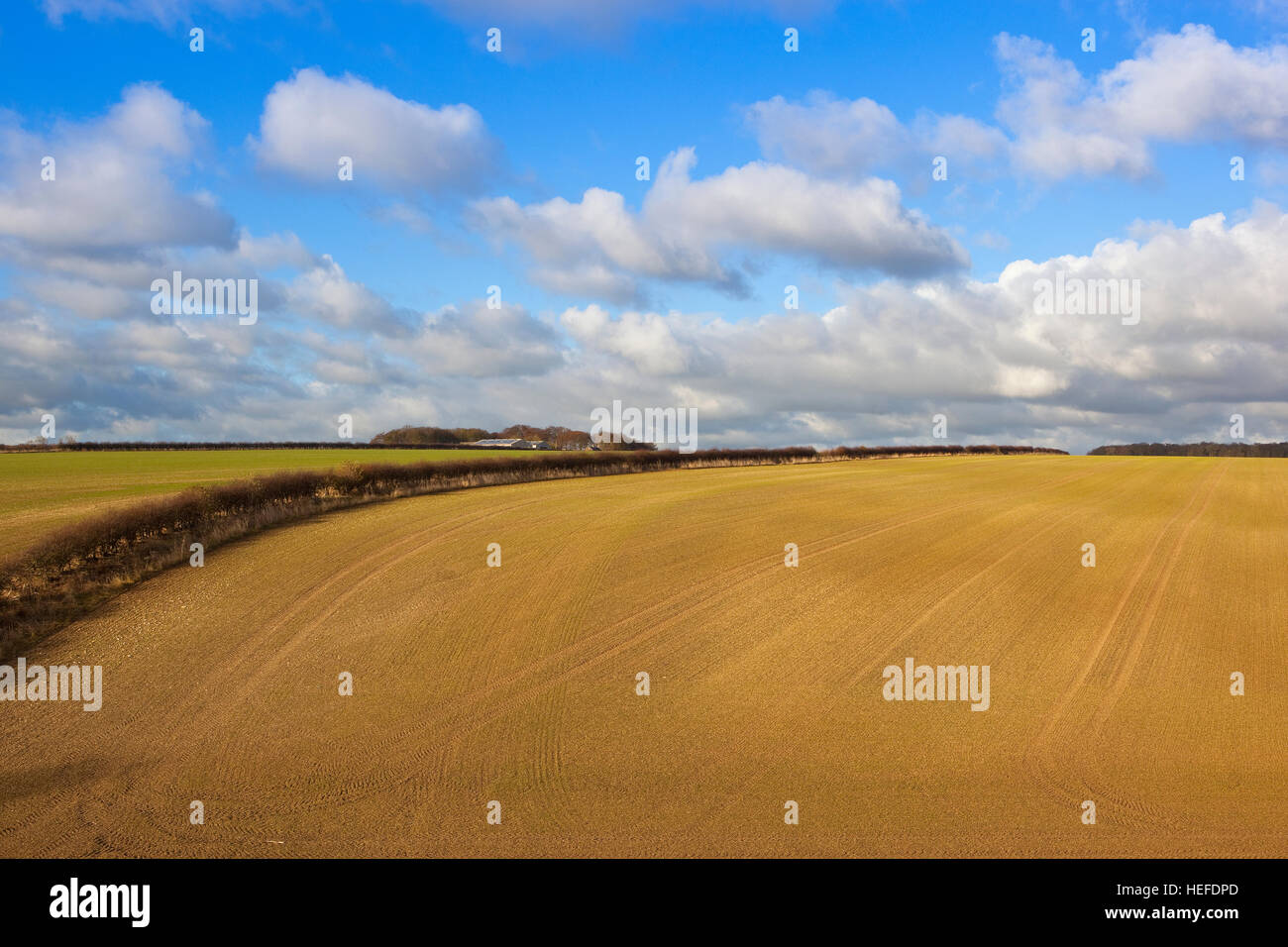 rural English landscape with seedling cereal crops germinating in the chalky soil of the