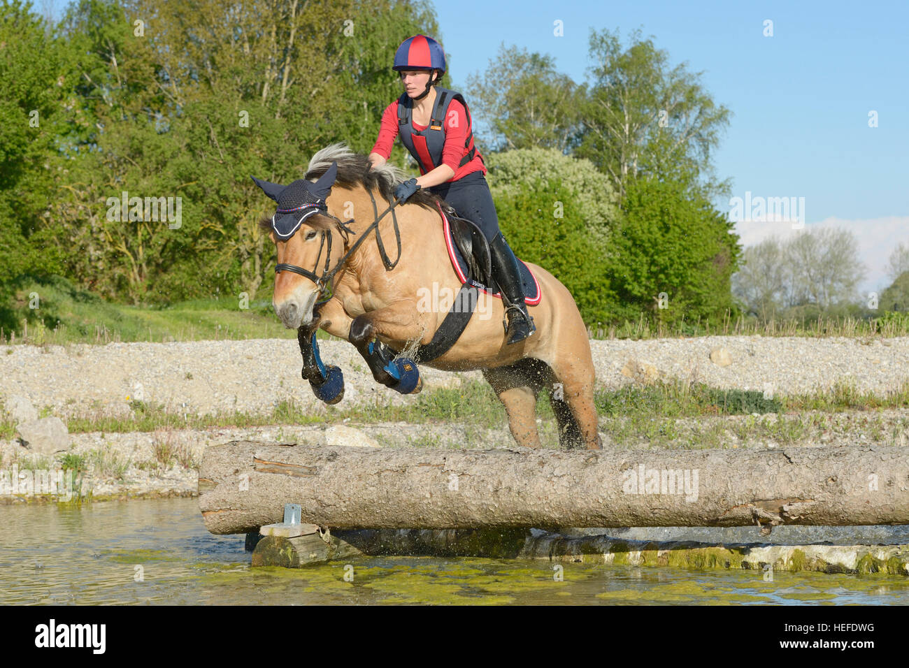 Young rider on back of a Norwegian Fjord horse riding cross country Stock Photo