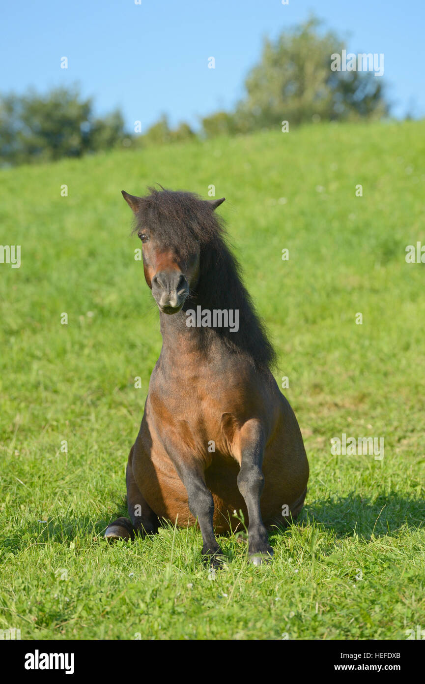 Shetland pony sitting in a meadow Stock Photo
