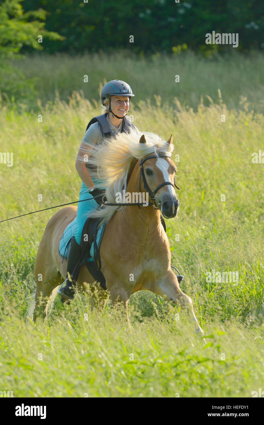 Young rider wearing a body protector on back of a Haflinger horse ...