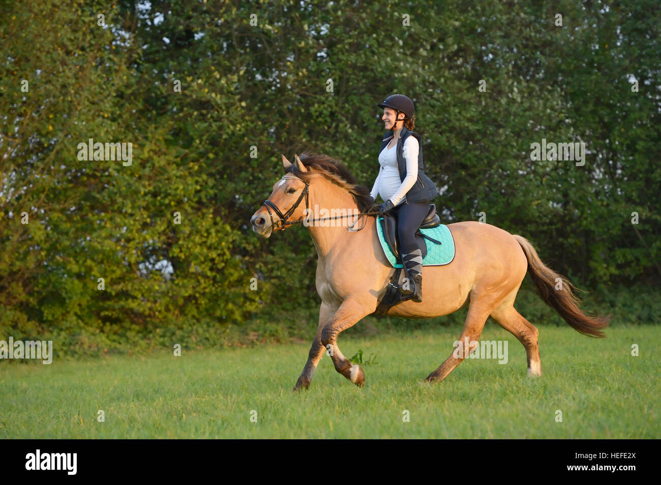 Pregnant woman riding on a Norwegian Fjord horse cantering in a meadow Stock Photo