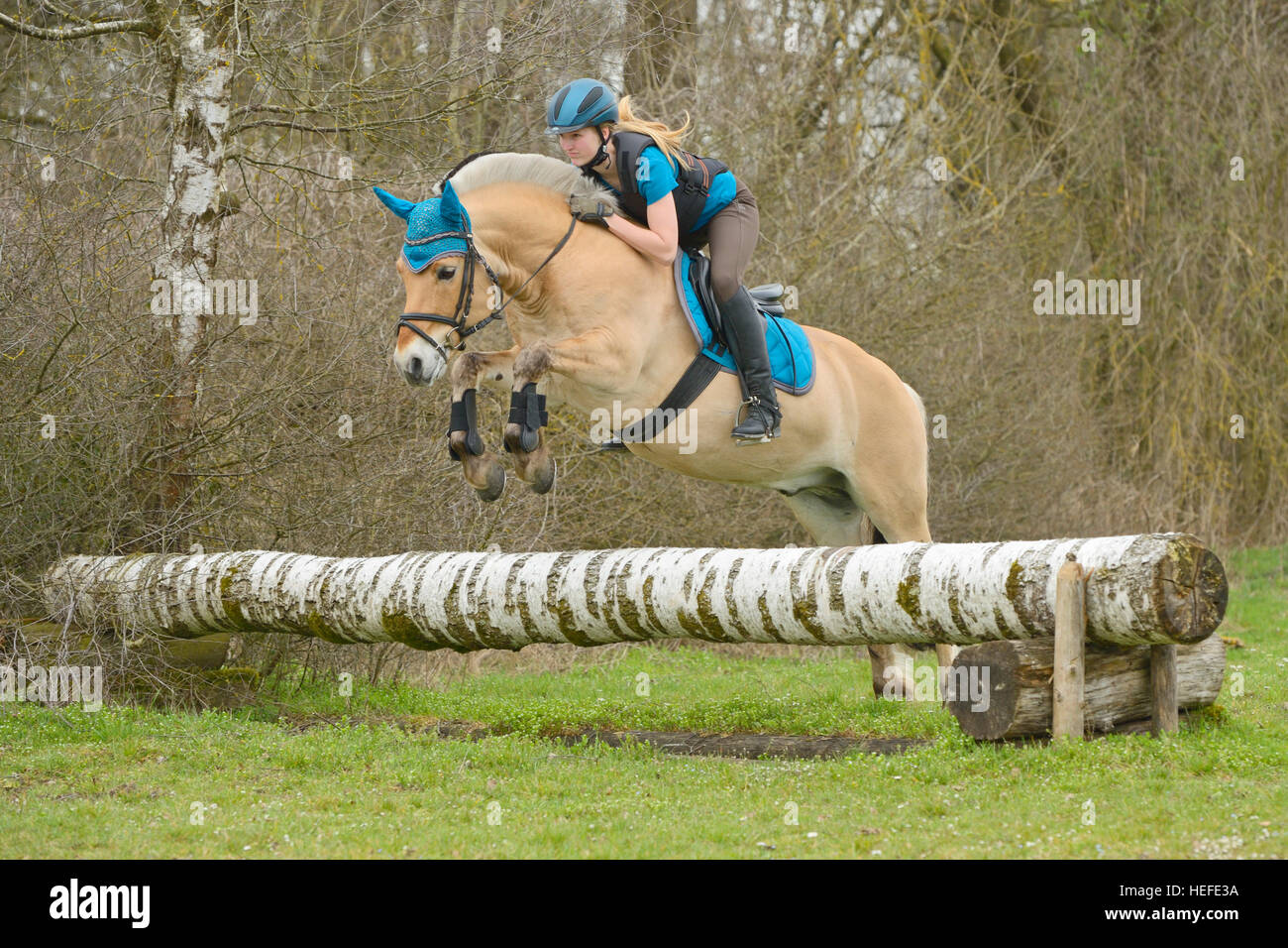 Horse Fjord jumping pictures new photo Horse Fjord jumping pictures catalog photo