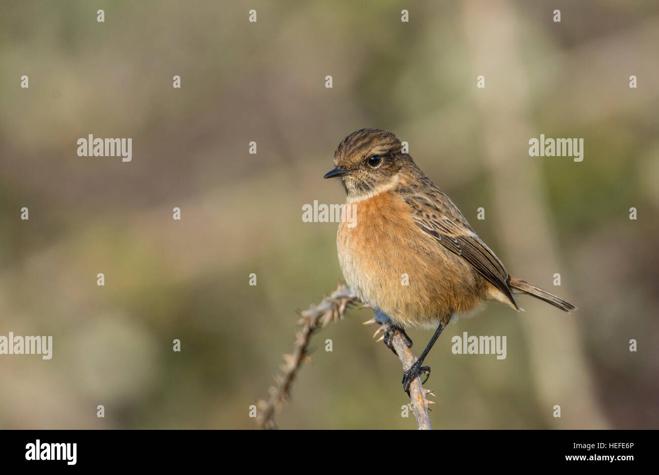 Buskvatta High Resolution Stock Photography and Images - Alamy