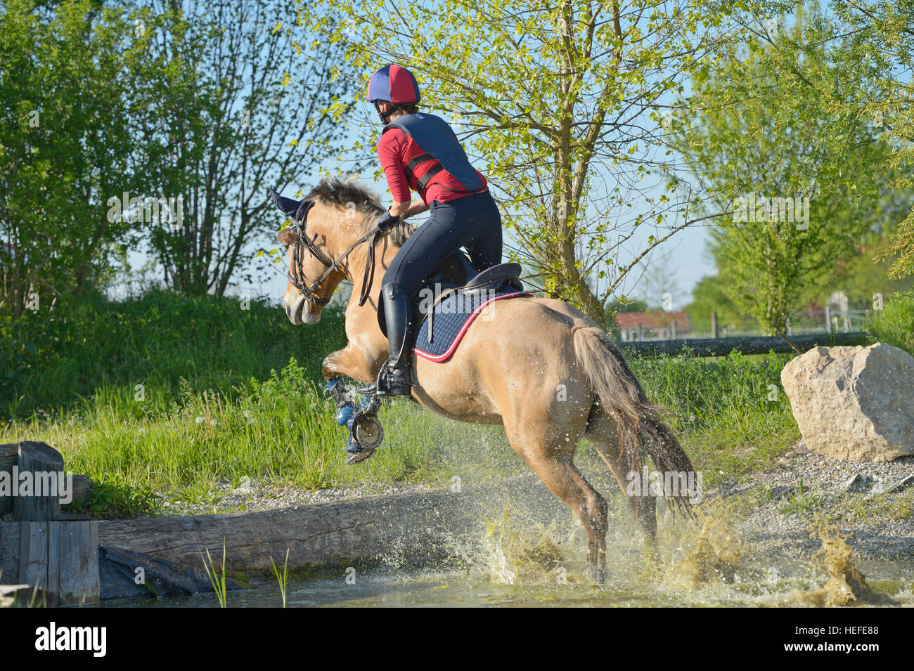 Young rider on back of a Norwegian Fjord horse riding cross country