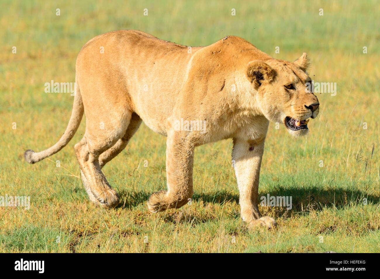 A wild female adult lion (Panthera leo) lioness prowls on savannah savanna marshland near Ndutu, Tanzania. Stock Photo