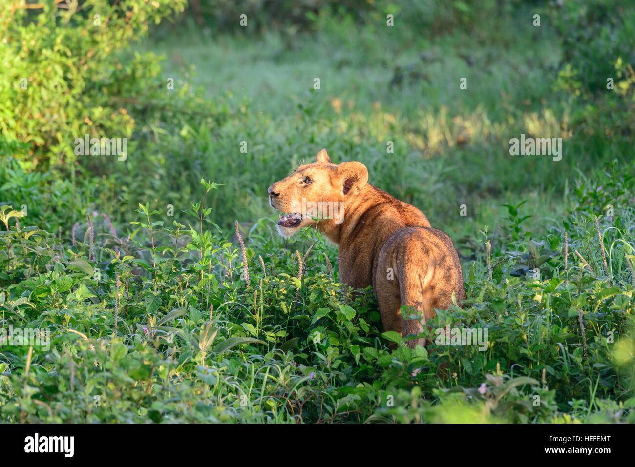 The early dawn lights this wild adult female lion lioness (Panthera leo) as she prowls in savanna savannah vegetation, Tanzania. Stock Photo