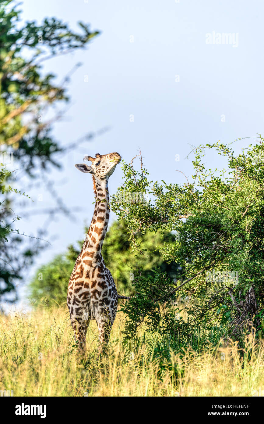 A young female Masai giraffe (Giraffa tippelskirchi) with hairy ossicones munches on savannah savanna vegetation, Tanzania. Stock Photo