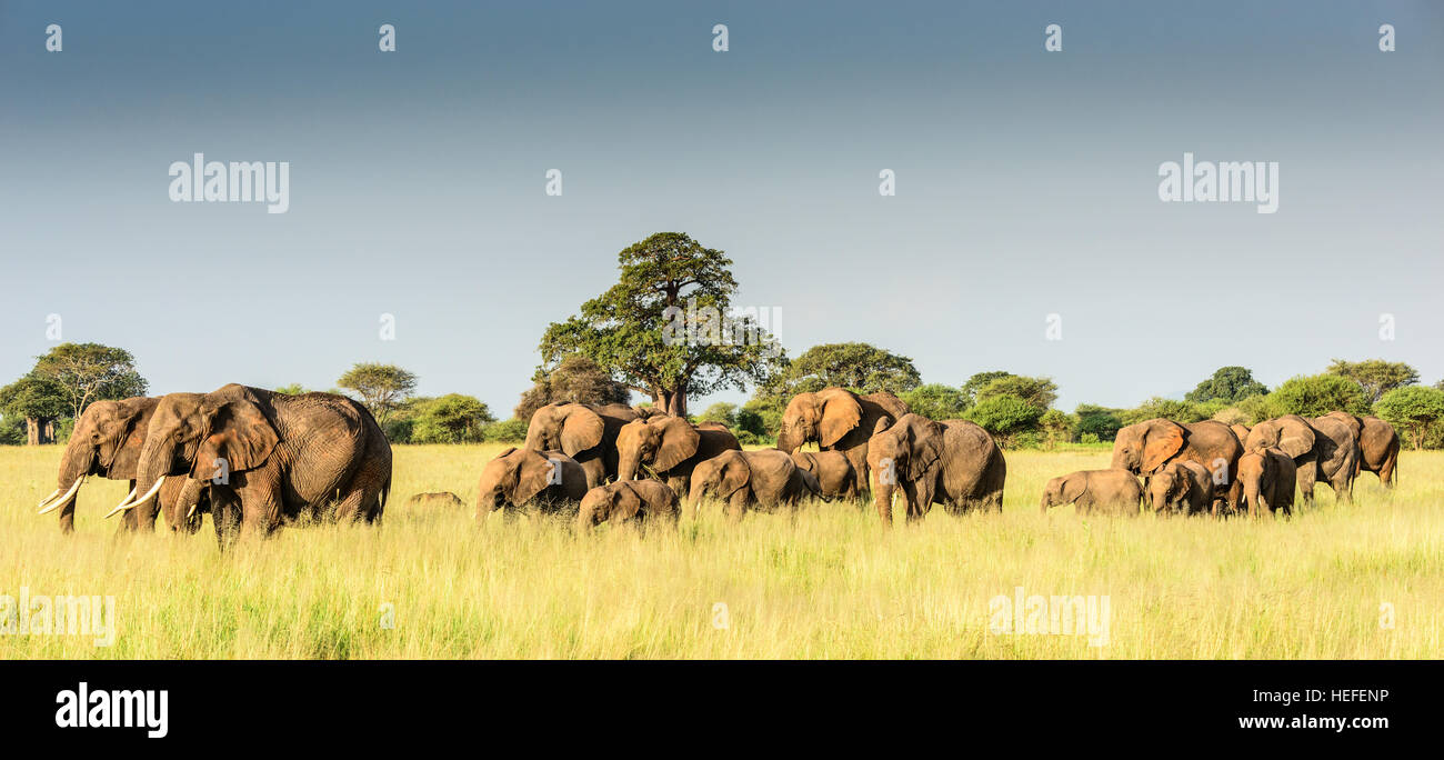 A herd of African elephants (Loxodonta africana) grazing on the savannah in Tarangire National Park, Tanzania. Stock Photo