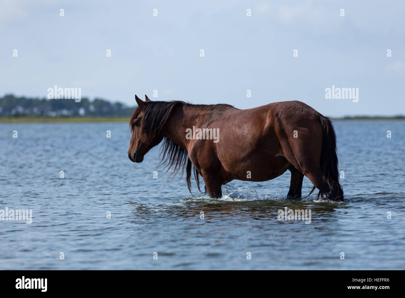 Chincoteague ponies (wild or feral horses) of Assateague Island