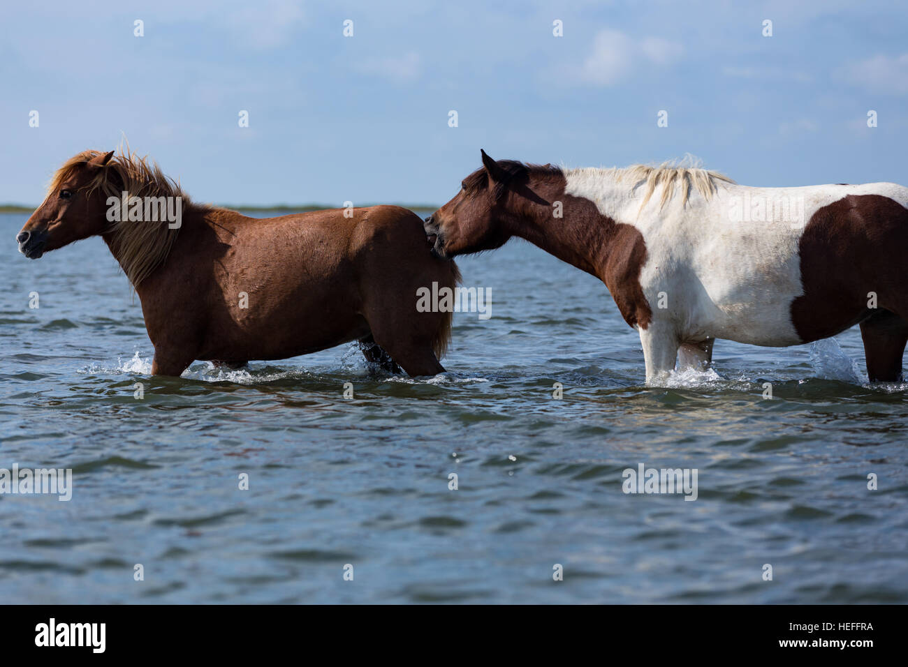 Chincoteague ponies (wild or feral horses) of Assateague Island