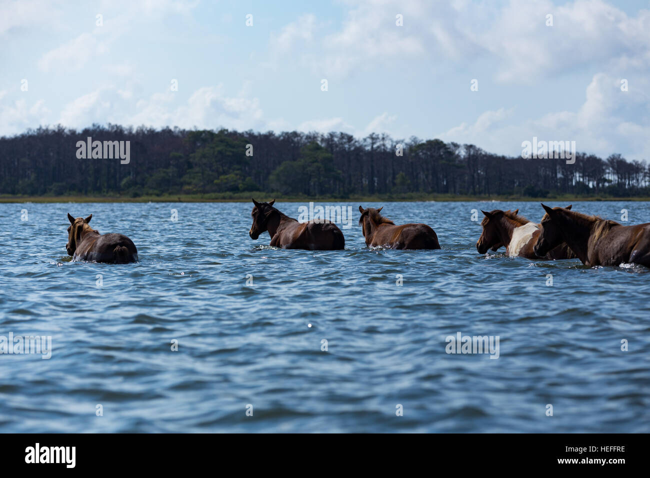 Chincoteague ponies (wild or feral horses) of Assateague Island