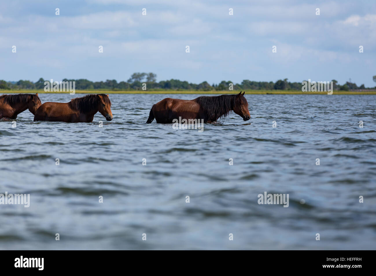 Chincoteague ponies (wild or feral horses) of Assateague Island, Maryland Stock Photo