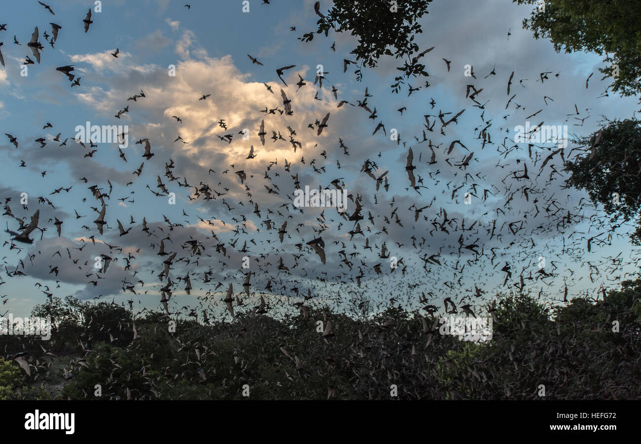 Bats emerging at dusk Stock Photo