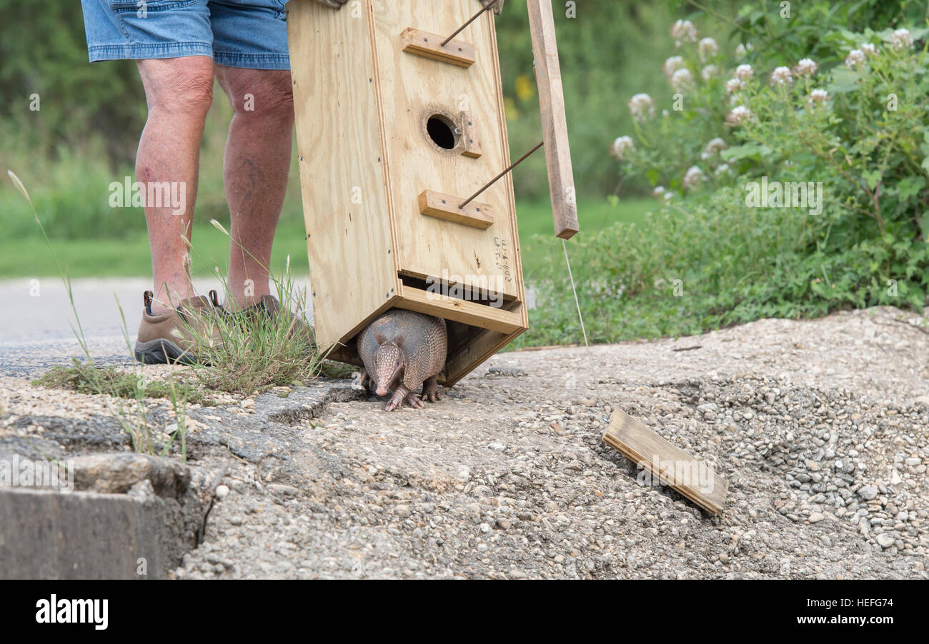 Armadillo trap hi-res stock photography and images - Alamy