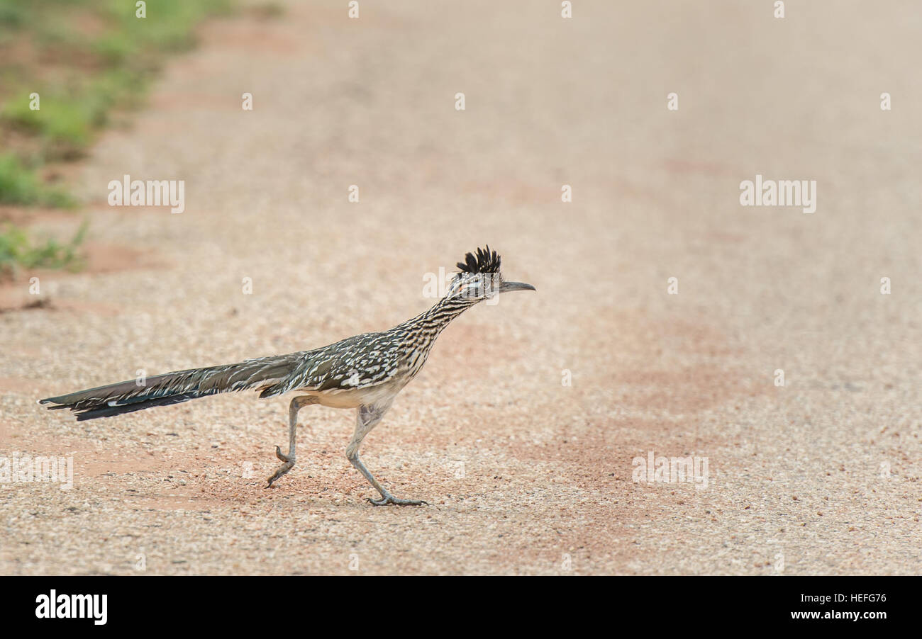 Road Runner Bird High Resolution Stock Photography And Images Alamy