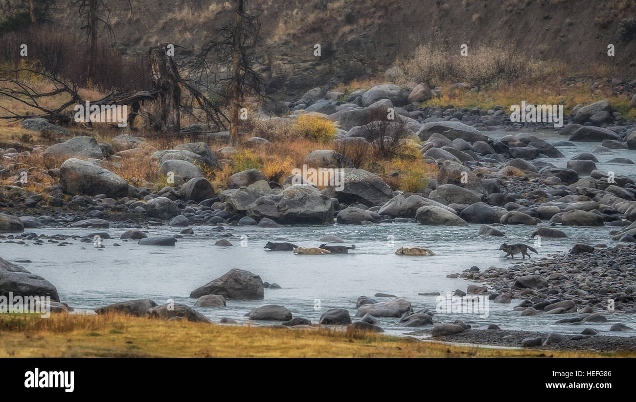 Wolves crossing river in Yellowstone National Park Stock Photo