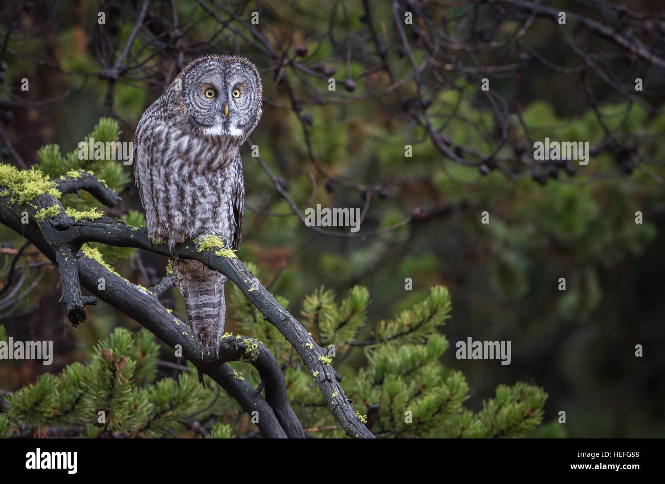 great grey owl Stock Photo