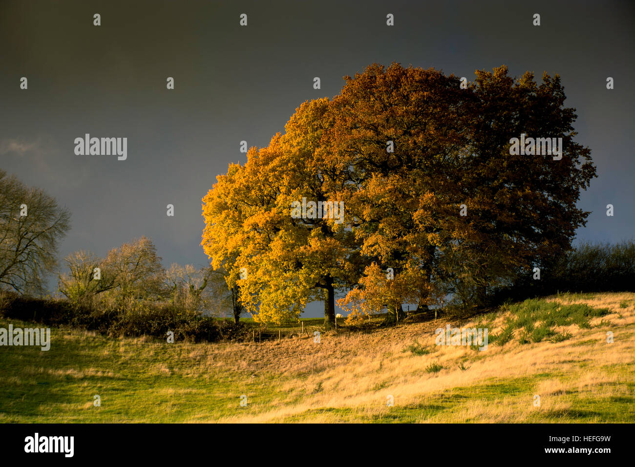 an autumnal oak tree with storm clouds brewing in the sky Stock Photo