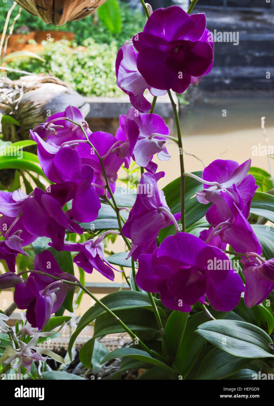 Common Thai purple orchid flower belonging to the Orchidaceae, a diverse and widespread family of flowering plants Stock Photo