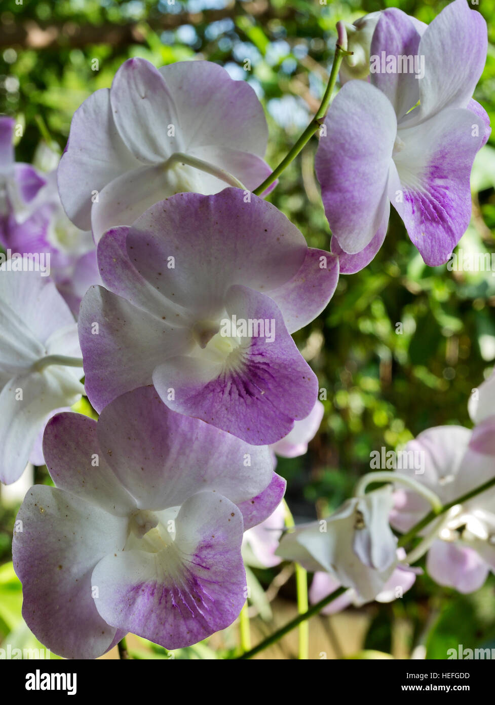 Common Thai purple orchid flower belonging to the Orchidaceae, a diverse and widespread family of flowering plants Stock Photo