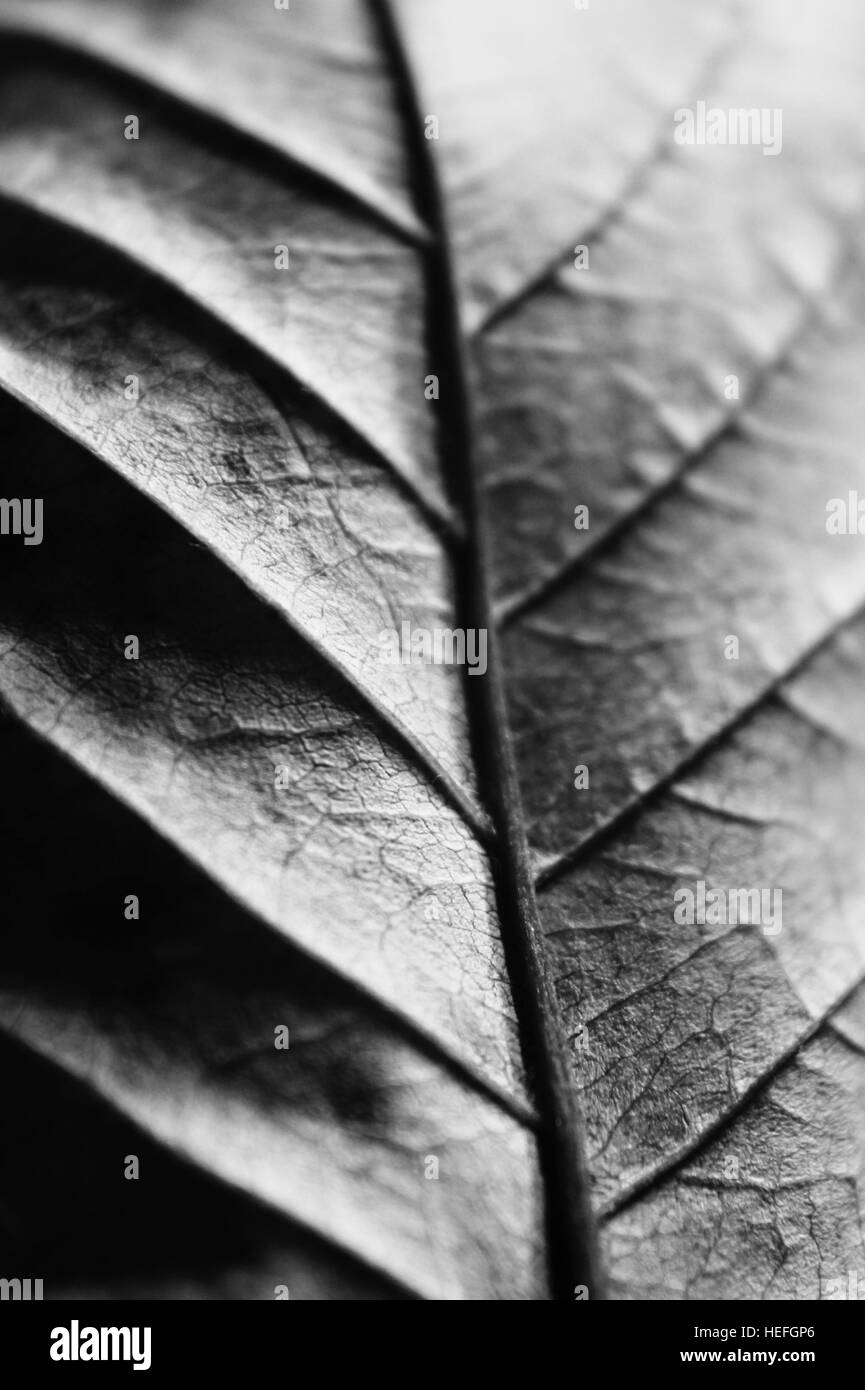 Black and white close up of the internal structure of a leaf. Stock Photo