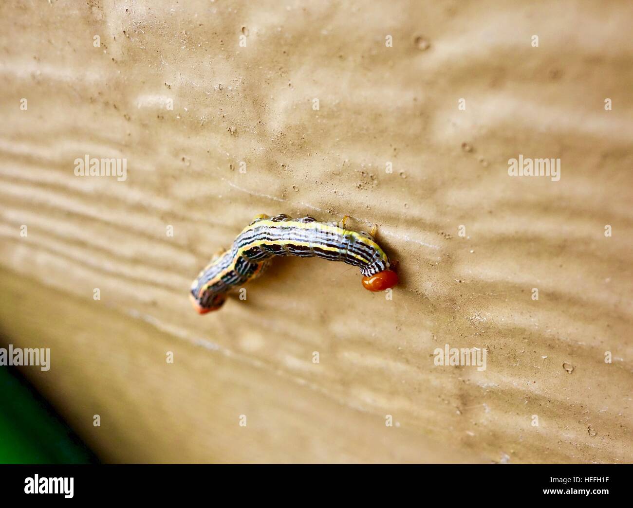 Close up of a black and yellow striped caterpillar on a wall Stock