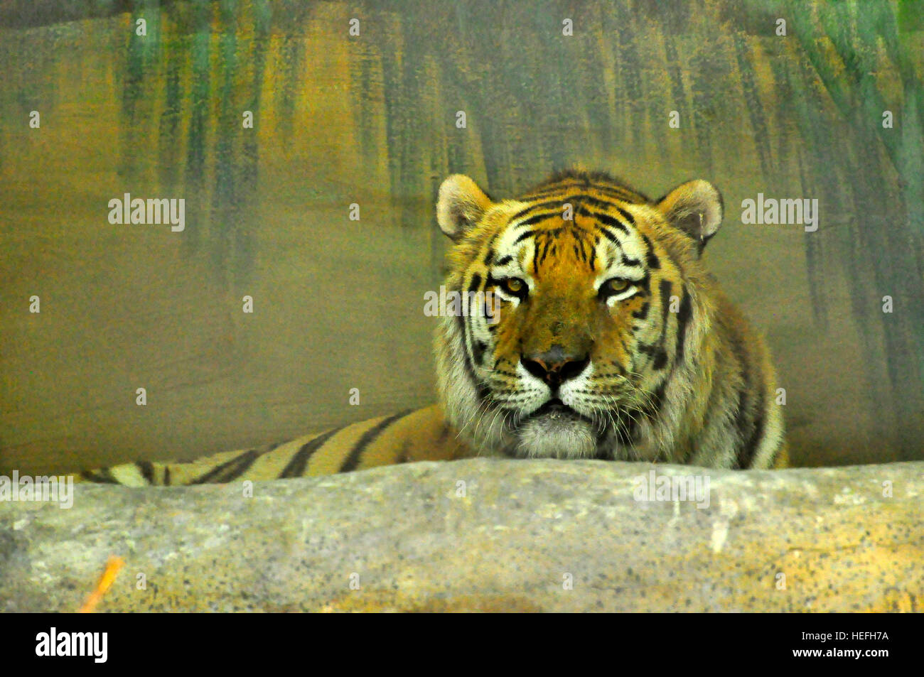 Siberian Tiger the world's biggest cat, natural of Russia and is one of