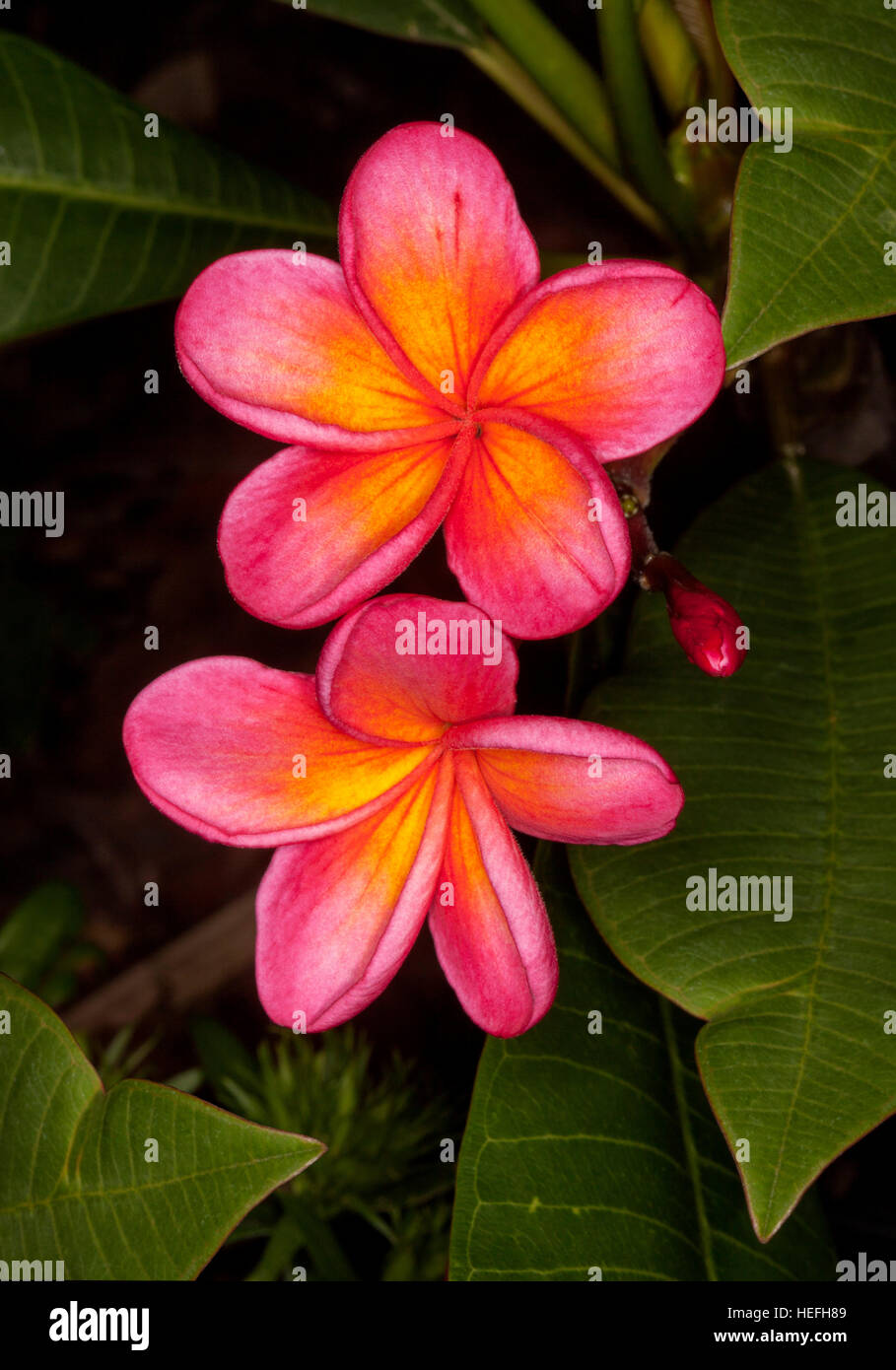 Vivid Red Yellow Perfumed Flowers Bud And Dark Green Leaves Of Stock Photo Alamy