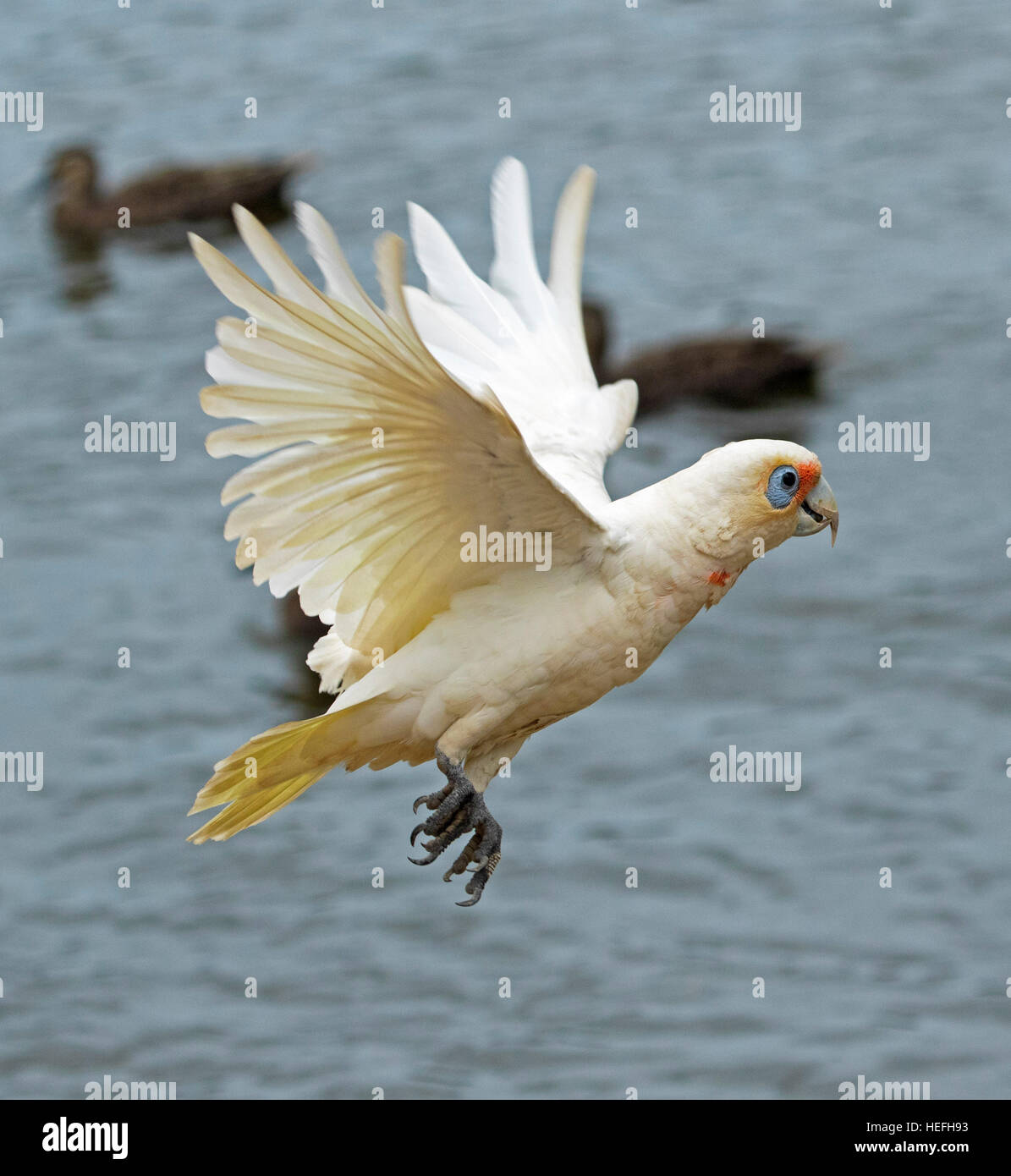 Australian long-billed corella, Cacatua tenuirostris unusual white cockatoo with splashes of red on plumage, in flight in city park in Queensland Stock Photo