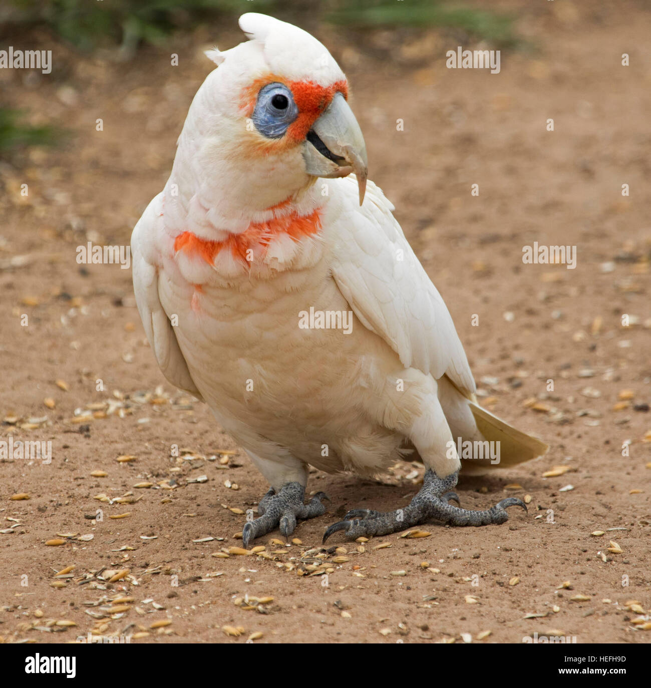 Australian long-billed corella, Cacatua tenuirostris beautiful & unusual cockatoo with splashes of red on white plumage, in the wild in city park Stock Photo
