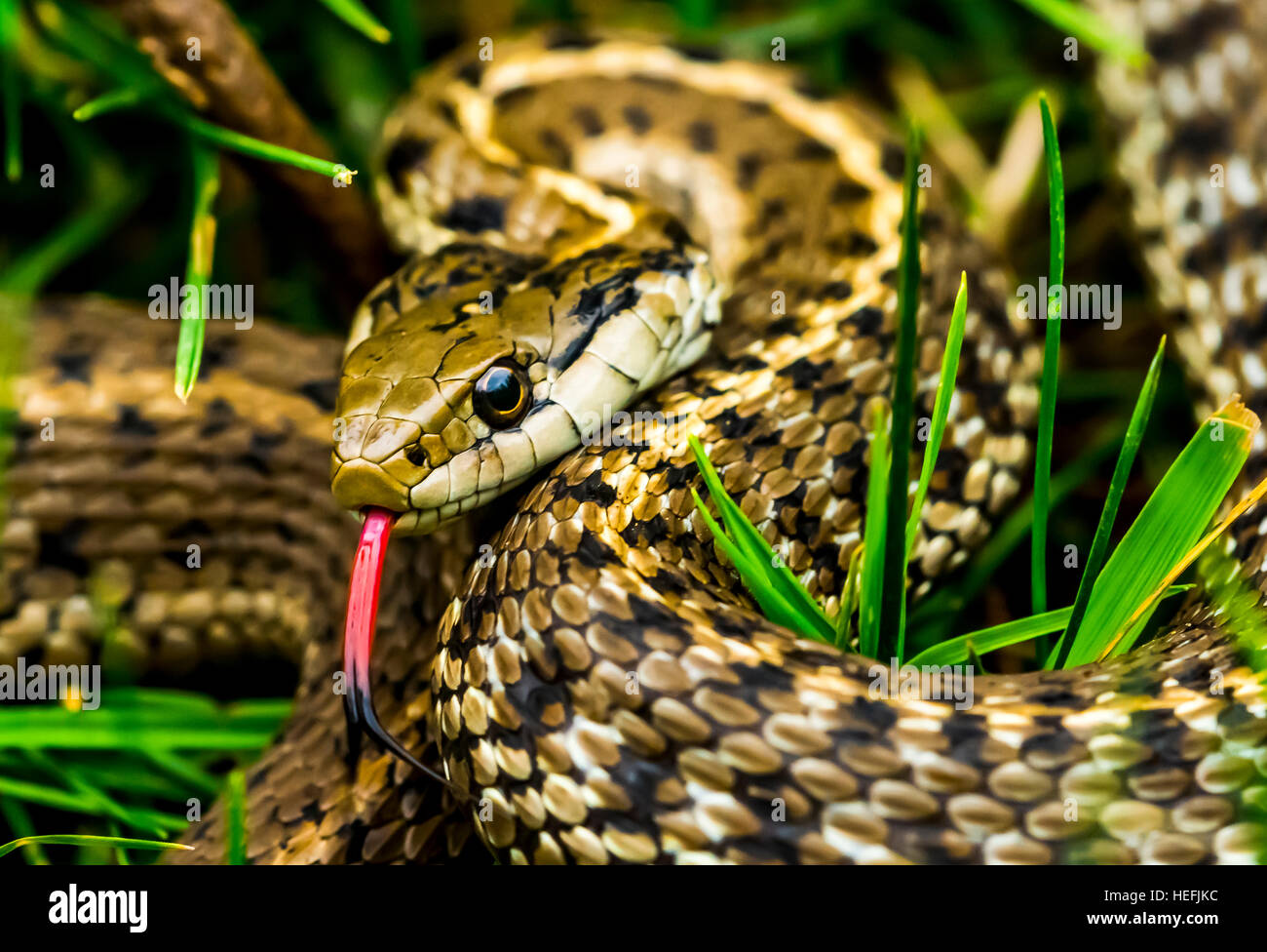 Snake in the grass with forked tongue exposed. Sharp eye and head. Bright vibrant color Stock Photo