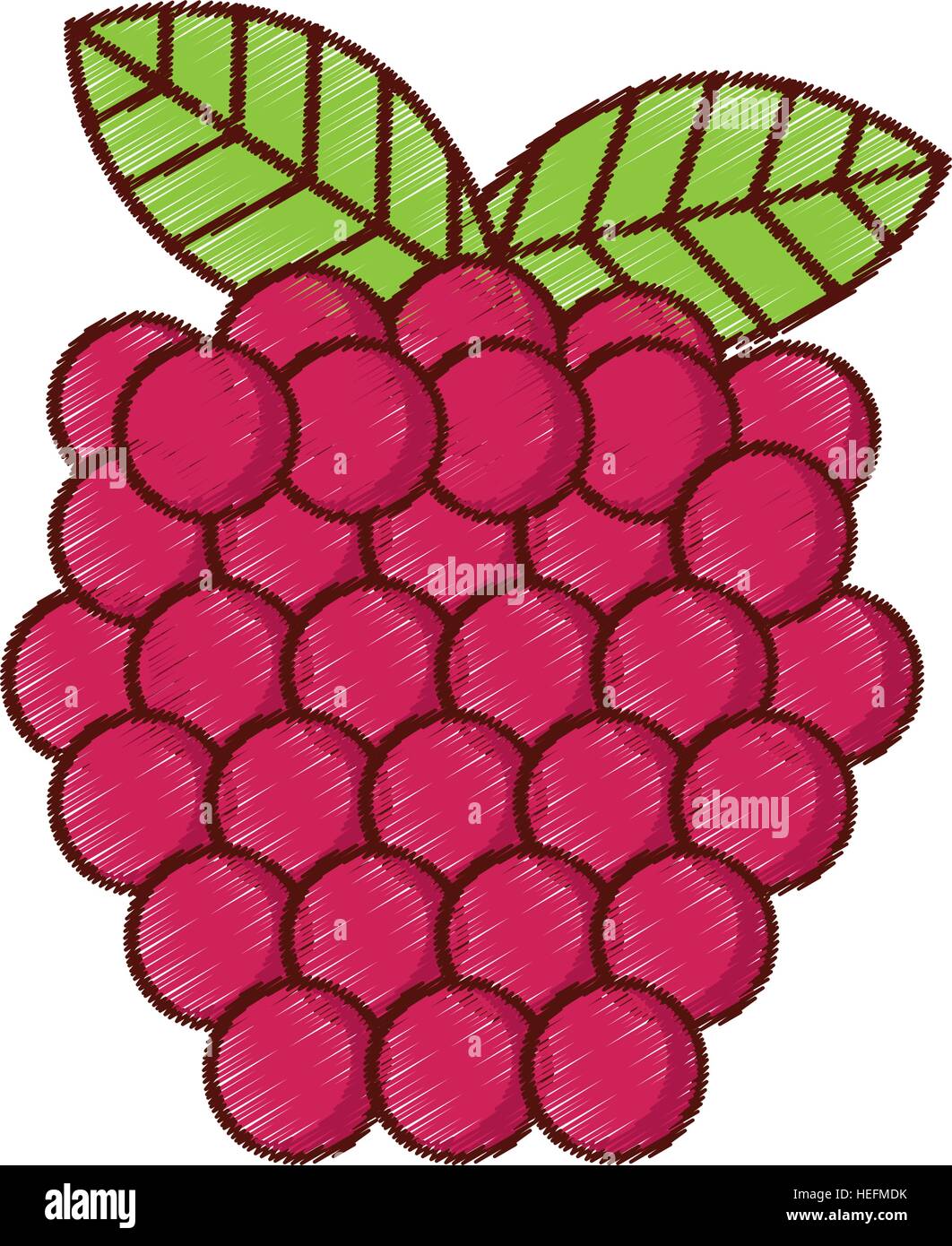 grapes fresh fruit isolated icon vector illustration design Stock ...