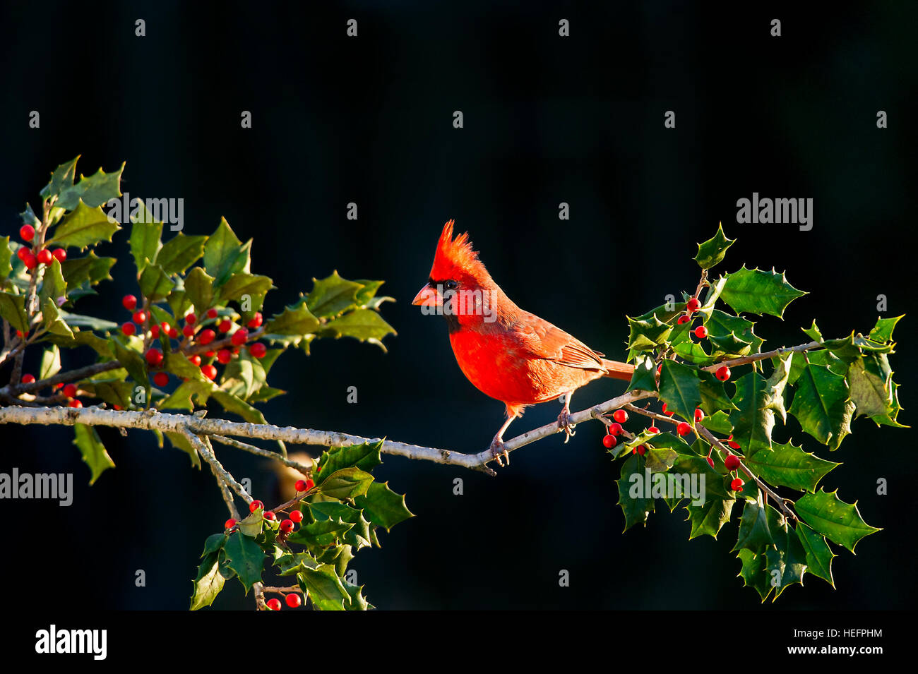 A bright red male Northern Cardinal perched on a branch of holly with red berries. Stock Photo