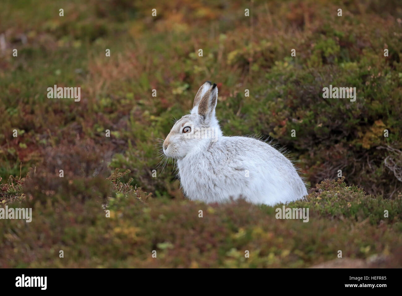 Mountain Hare in winter coat on a Scottish moorland Stock Photo
