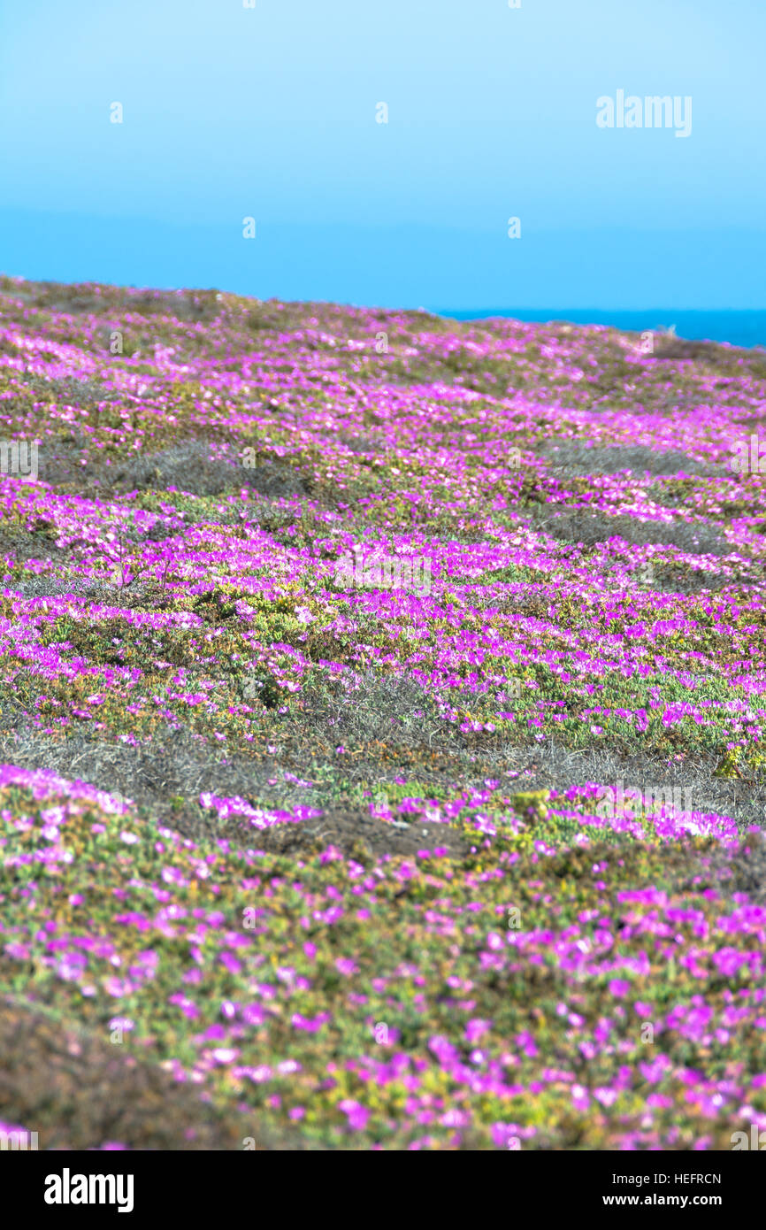 Pink flowers, Monterey, California Stock Photo