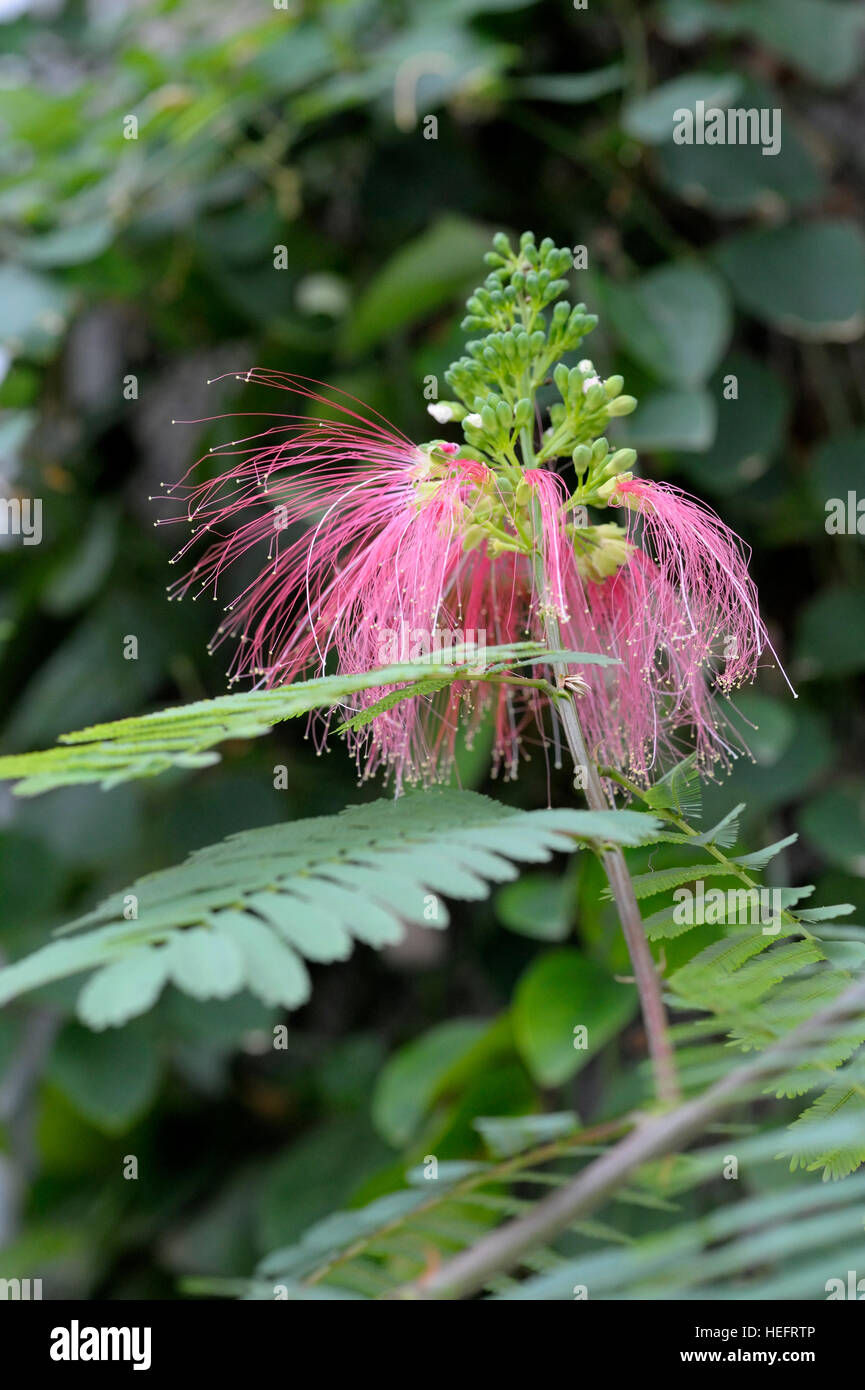 Calliandra houstoniana hi-res stock photography and images - Alamy